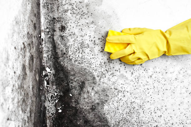 Professional Mold Remediation in Basile, LA