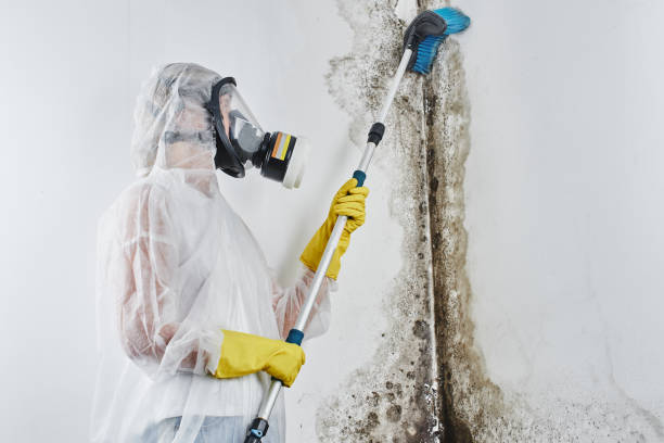 Best HVAC Mold Remediation in Basile, LA
