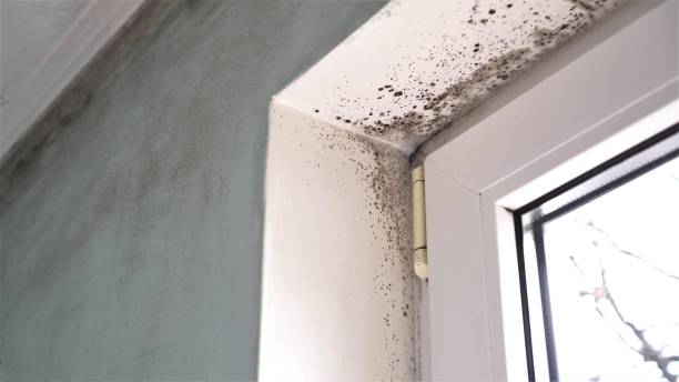 Best Attic Mold Remediation in Basile, LA