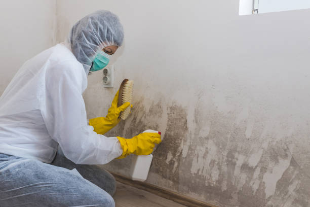 Best Residential Mold Remediation in Basile, LA