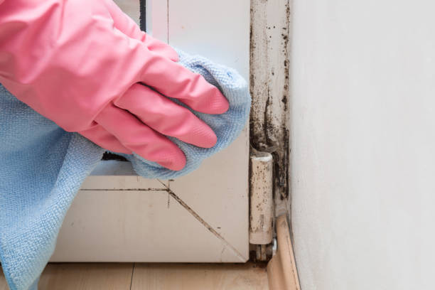 Best Black Mold Remediation in Basile, LA